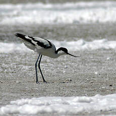 Avocette élégante