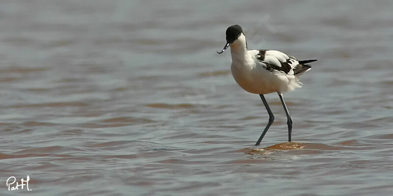 Pied Avocetadult, identification