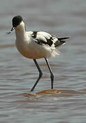 Avocette élégante