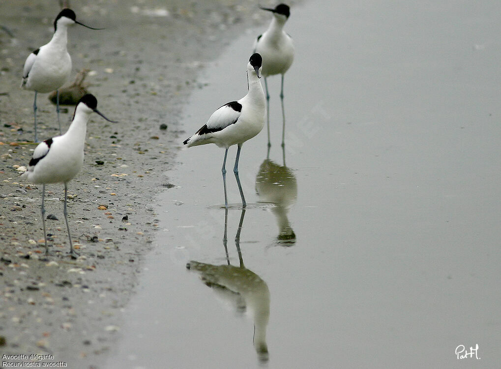 Avocette élégante