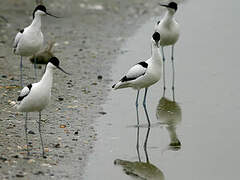 Avocette élégante