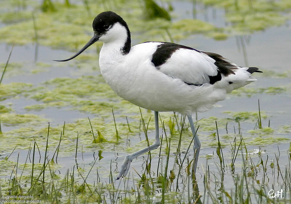 Avocette élégante, identification