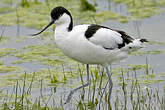 Avocette élégante