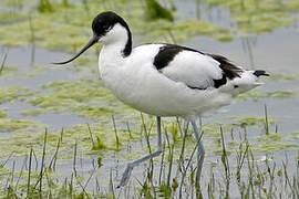 Pied Avocet