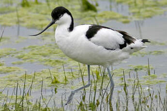 Avocette élégante