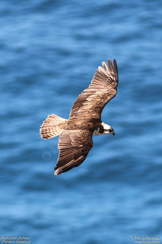 Balbuzard pêcheuradulte, identification