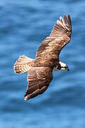 Western Osprey