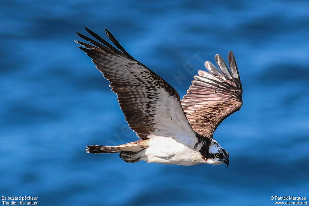 Balbuzard pêcheuradulte, identification