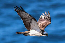 Western Osprey