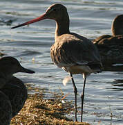 Black-tailed Godwit