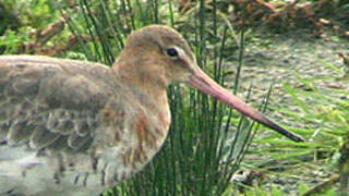 Black-tailed Godwit