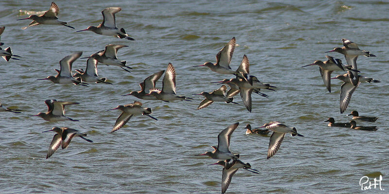 Black-tailed Godwitadult, identification, Flight, Behaviour