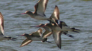 Black-tailed Godwit