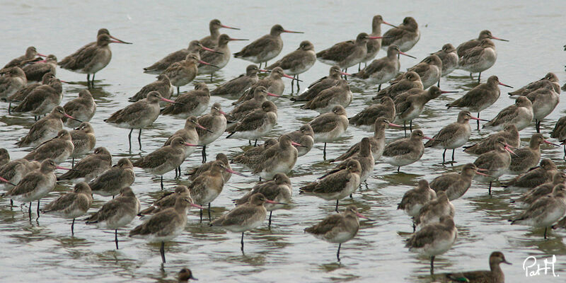 Black-tailed Godwit, identification, Behaviour