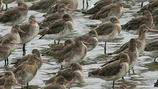 Black-tailed Godwit