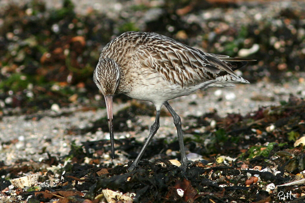 Bar-tailed Godwit, identification