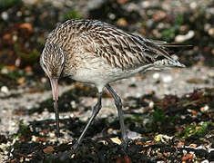 Bar-tailed Godwit