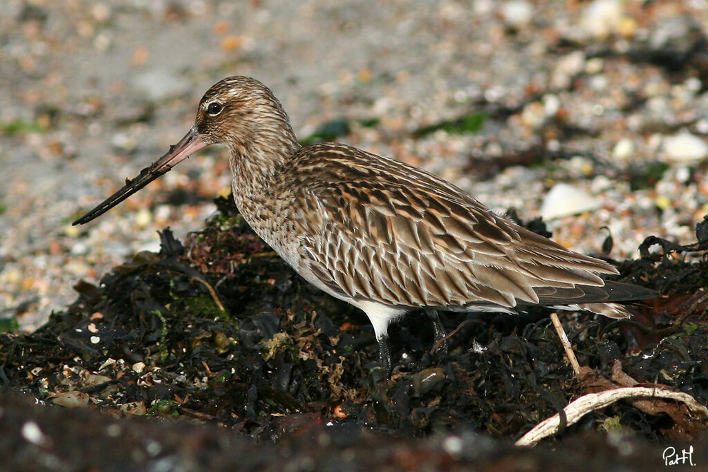 Bar-tailed Godwit, identification