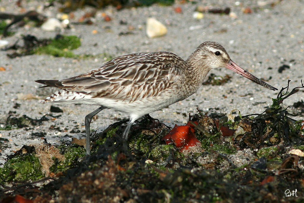 Bar-tailed Godwit, identification