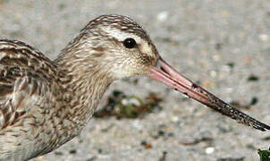 Bar-tailed Godwit