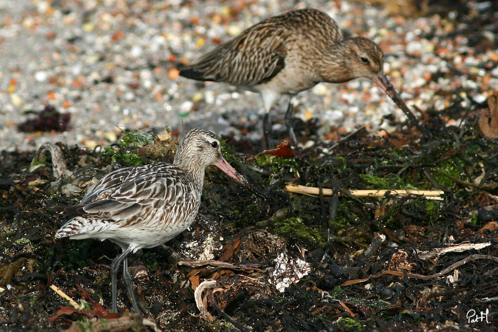 Bar-tailed Godwit, identification