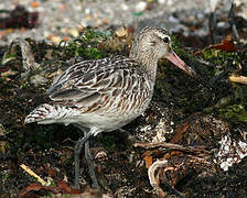 Bar-tailed Godwit