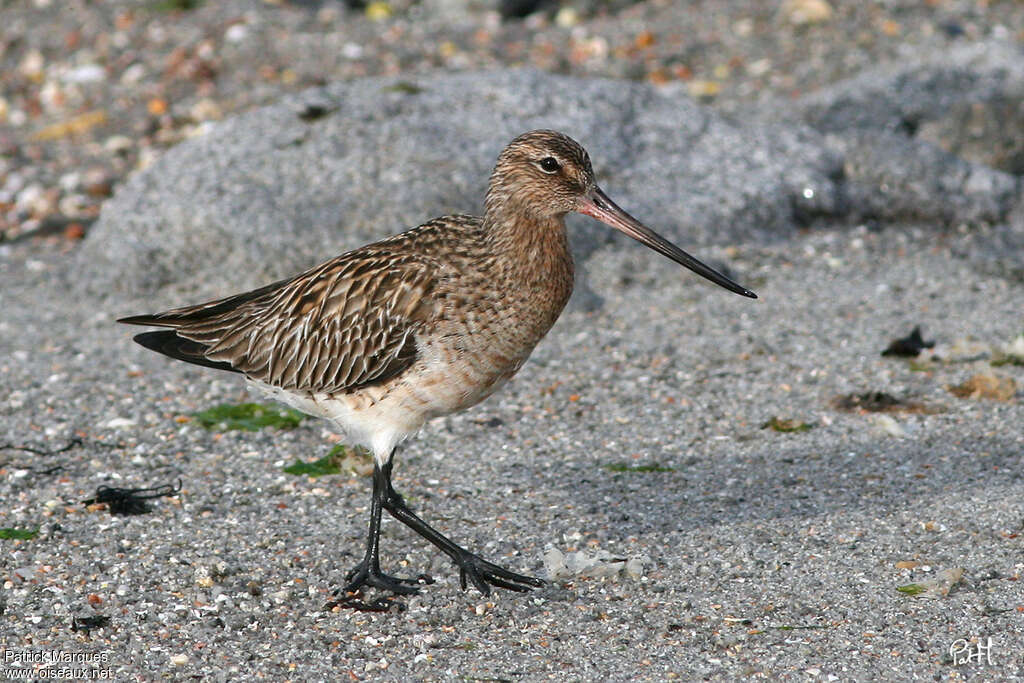 Barge rousse femelle adulte, identification