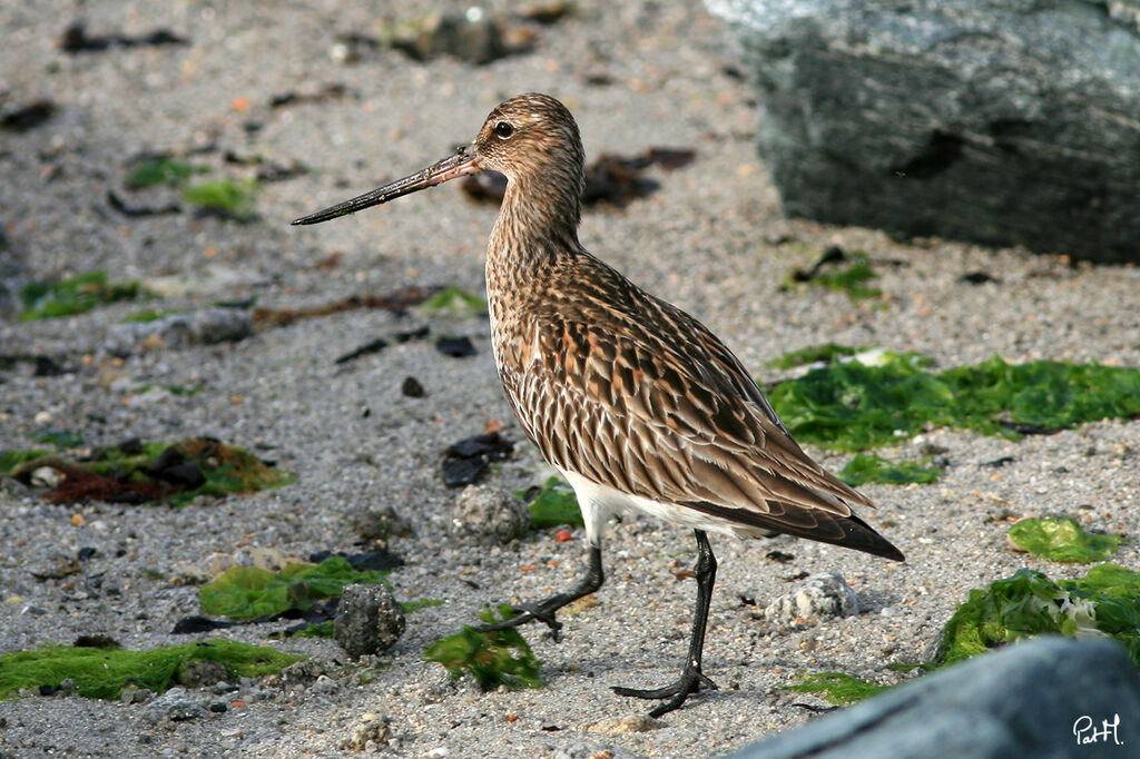 Bar-tailed Godwit, identification