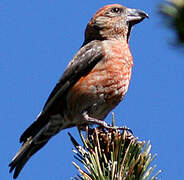 Red Crossbill