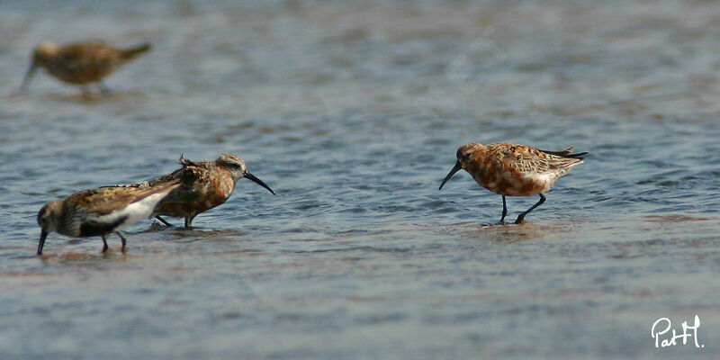 Curlew Sandpiper