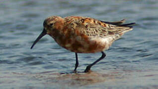 Curlew Sandpiper