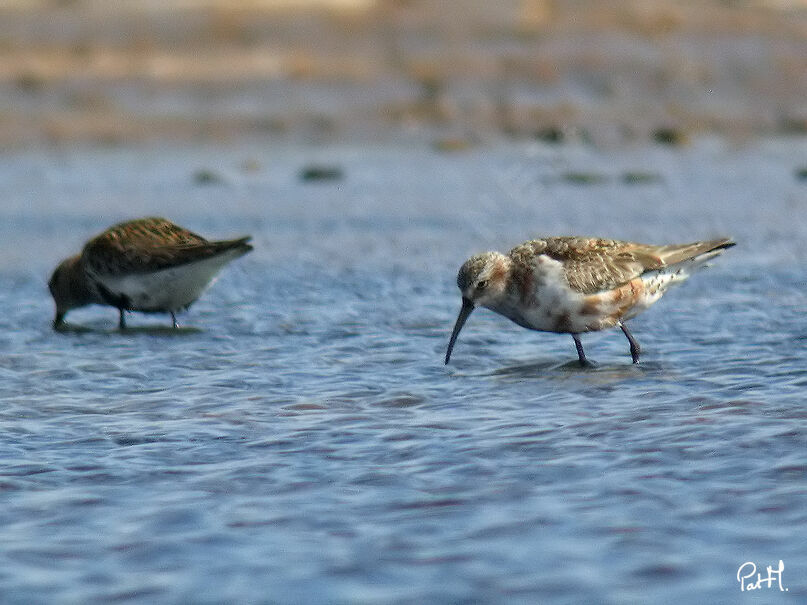 Curlew Sandpiper, identification