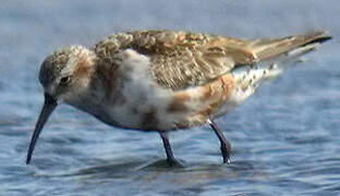 Curlew Sandpiper