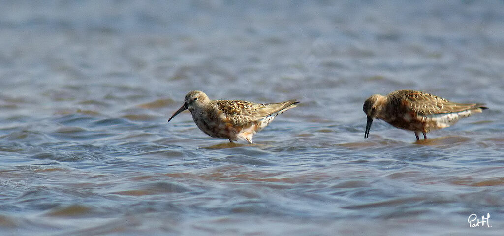 Curlew Sandpiper, identification