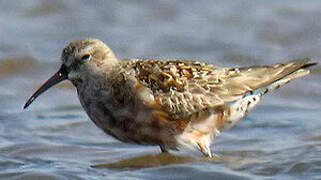 Curlew Sandpiper