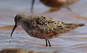 Curlew Sandpiper