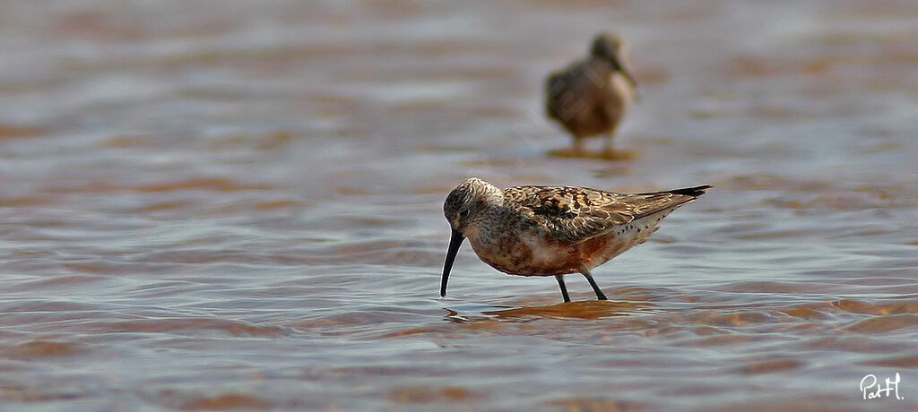 Curlew Sandpiper, identification