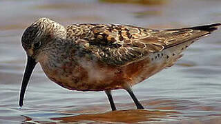 Curlew Sandpiper