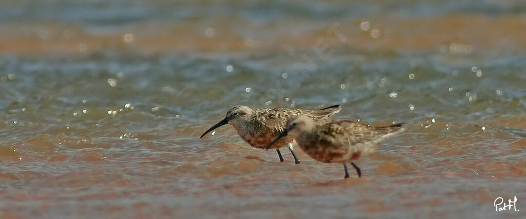 Curlew Sandpiper, identification, Behaviour