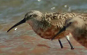 Curlew Sandpiper