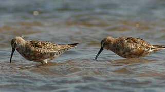 Curlew Sandpiper