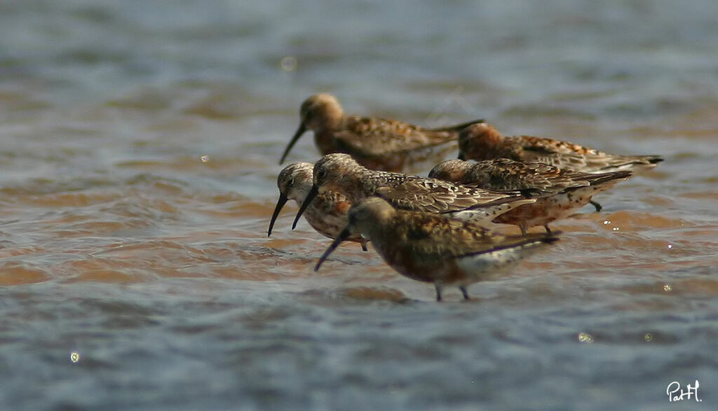 Curlew Sandpiper, identification, Behaviour