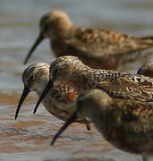 Curlew Sandpiper