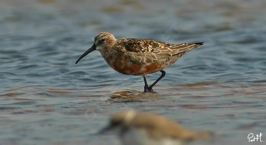 Curlew Sandpiper, identification