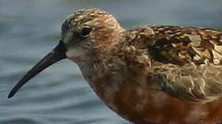 Curlew Sandpiper