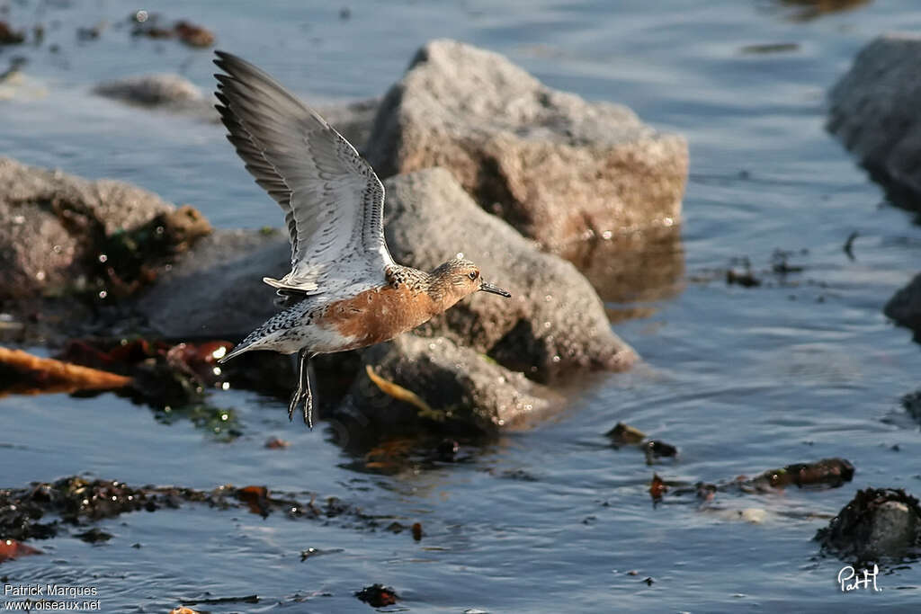 Red Knotadult breeding, habitat, Flight