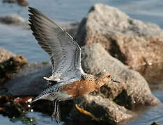 Red Knot