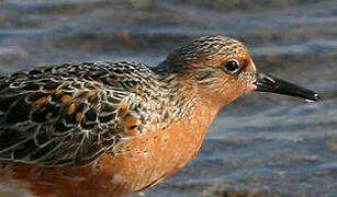 Red Knot