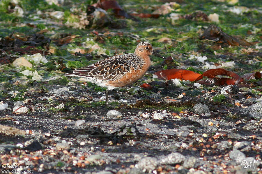 Bécasseau maubèche femelle adulte nuptial, identification