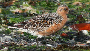 Red Knot